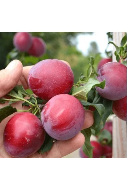 Prunus Nectarine Pruim